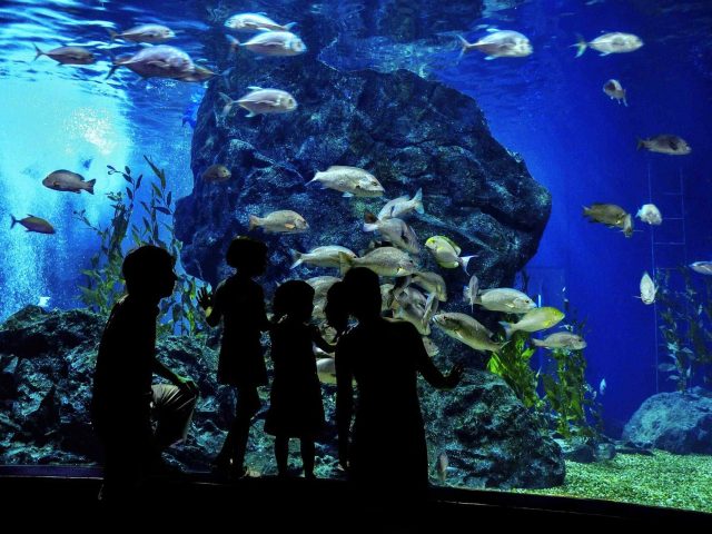 post_capetown_01 https://www.saraybosnaturizm.ba/wp-content/uploads/2018/08/post_capetown_01-640x480.jpg